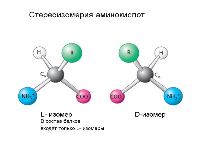 Стереоизомерия аминокислот L- изомер          